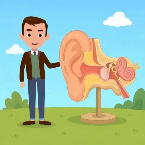 Picture of the word eardrum for children